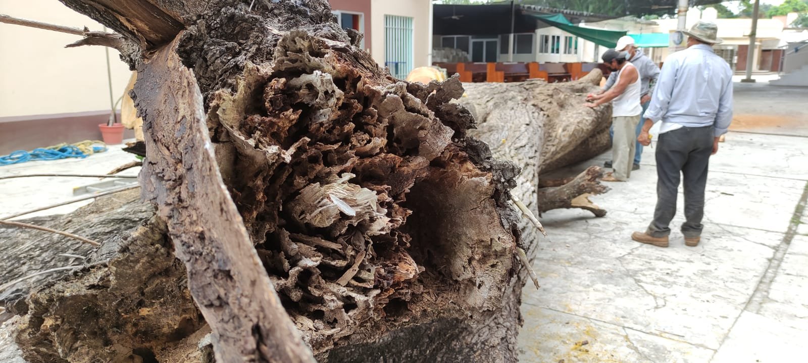 Derriban árbol de roble de más de 100 años en la catedral de Tuxtepec -  Estado Actual